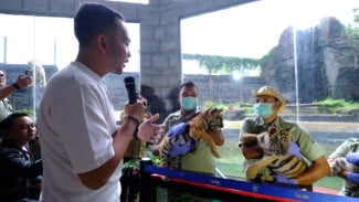 Tiga Anak Harimau Benggala di Solo Safari Diberi Nama dengan Sentuhan Filosofi Jawa