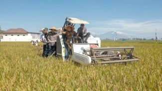 Panen Raya Sukoharjo Jateng Yakin Jadi Lumbung Pangan Nasional