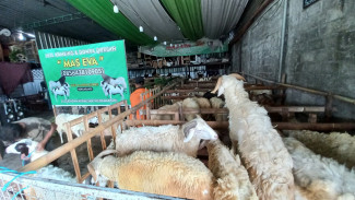Jelang Idul Adha 84.017 ekor hewan Kurban tersedia di DIY
