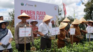Pupuk Cair Limbah Geotermal hasilkan Panen Raya di Minahasa