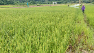 KKN UGM Bawa Misi Ketahanan Pangan di Pulau Enggano
