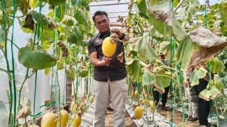 Pemuda Desa Nglebak Panen Melon Perdana, Bukti Nyata Pertanian Modern Karanganyar Bisa Digemari Anak Muda
