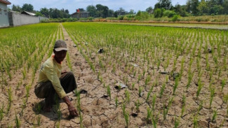 Kemarau Basah, Pengaruhi Musim Tanam Hortikultura