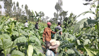 Wonosobo Bidik Pasar Nasional Fokus Kembangkan Tembakau Unggul Lokal
