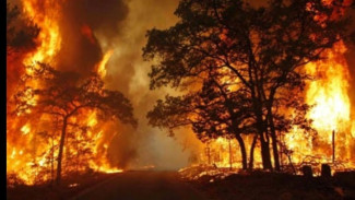 BPBD Karanganyar Perketat Pengawasan Karhutla di Gunung Lawu, Pendaki Diimbau Waspada