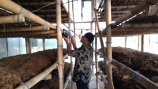 Inovasi IoT Dosen UMY Tingkatkan Produktivitas Budidaya Jamur Merang di Sleman