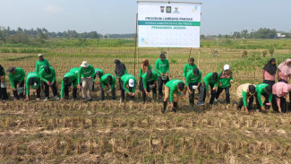 Dukung Ketahanan Pangan dan Pemberdayaan Petani Kecil, BAZNAS Kulonprogo Kembangkan Lumbung Pangan Jagung di Sentolo