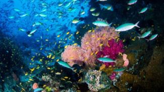 Peta Nasional Ekosistem Laut,  Mitigasi Iklim dan Pengelolaan Karbon Biru