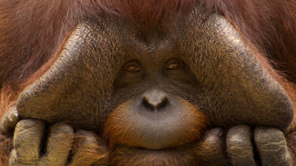 Pengamat UGM : Perdagangan Orangutan tanda Lemahnya Penegakan Hukum