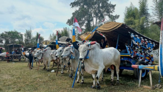 Gerobak Sapi Simbol Kebahagiaan Agraris