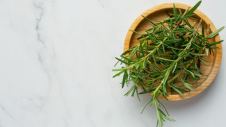 Daun Rosemary berpotensi jadi Obat Herbal Gagal Ginjal Akut