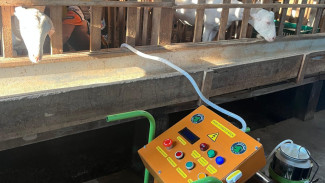 Pasto-Milk Alat Pemerahan dan Pasteurisasi Susu Otomatis karya Mahasiswa UGM
