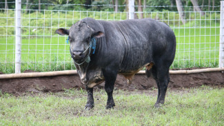 Sapi Gama ditetapkan sebagai Rumpun Baru Sapi Pedaging Nasional