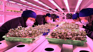 Inovasi Pangan Mahasiswa UGM: Microgreens Mikroalga untuk Masa Depan MBG yang Lebih Aman