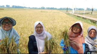Panen Harapan di Lahan Asin Mangunharjo