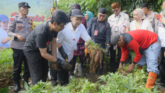 Panen Raya Ubi dan Singkong, Wali Kota Agustina : Pudak Payung Disiapkan Jadi Sentra Pangan