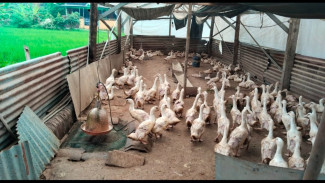 Warga Ngijo Protes Bau Kandang Bebek yang Diduga Picu ISPA, DLH Karanganyar Sudah Tiga Kali Lakukan Sidak