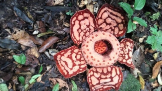 Pakar UGM Ingatkan Ancaman Punah Rafflesia Hasseltii, Dorong Konservasi Hutan Sumatera