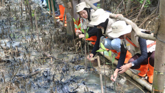 PSLH UGM Dorong Rehabilitasi Mangrove Patikang, Pandeglang