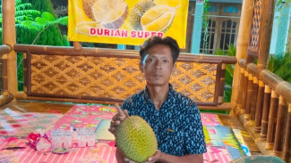 Kader PDIP Dorong Pengembangan Pertanian Durian Kerjo agar Tembus Pasar Nasional