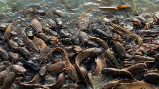 Smart Fish Sorter: Inovasi Teknologi Penyortiran Lele Berbasis Sensor