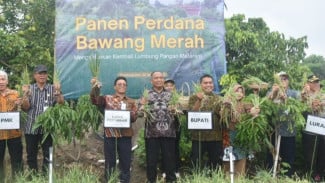 Warga Tiyasan Hidupkan Lahan Terlantar dengan tanaman Bawang Merah