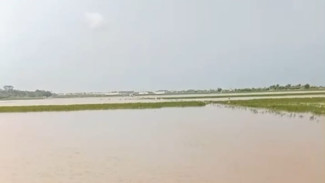 Petani Depok–Ujungnegoro Batang Terjepit: Sawah Diserbu Burung, Digenangi Banjir