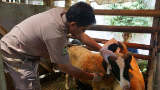 Yogya Intensifkan Vaksinasi PMK, Peternak Merasa Lebih Tenang
