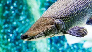 Bantul Musnahkan Ikan Alligator, Tegaskan Komitmen Jaga Ekosistem Perairan