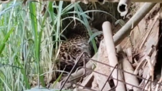 Macan Tutul Mangsa Ternak di Lereng Gunung Lawu, Terekam Bersembunyi di Tawangmangu