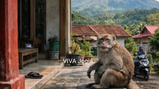Geger! Kera Liar Muncul di Teras Rumah Warga Matesih Karanganyar