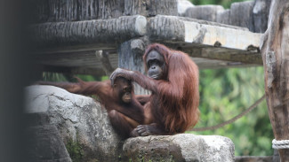 Libur Lebaran, GL Zoo Tetap Jadi Primadona Wisata Yogyakarta