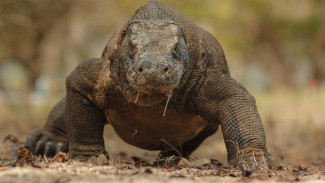 Ancaman Serius Populasi Komodo: Degradasi Habitat dan Perburuan Liar