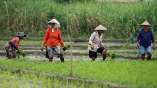 Kesiapan Petani Hadapi El Niño Masih Rendah, Produksi Pangan Nasional Terancam