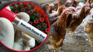 Seabad Newcastle Disease di Indonesia, UGM Dorong Vaksin Isolat Lokal