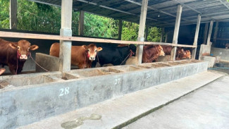 Jelang Idul Adha 2026, Sapi Limousin di Karanganyar Diserbu Pembeli, Harga Tembus Rp25,5 Juta