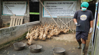 Jaringan Peternak Itik Cage-Free Dorong Transformasi Kesejahteraan Unggas di Yogyakarta