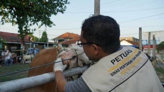 Yogya Perketat Pengawasan Hewan Kurban, 265 Petugas Siaga Antemortem hingga Postmortem