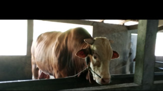 Sapi Limosin Jumbo Asal Jepara Jadi Hewan Kurban Presiden Prabowo