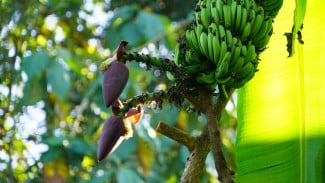 Pisang Ambon Ajaib dari Gunungkidul Jadi Harapan Baru Pertanian Lokal