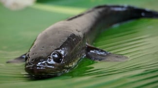 Ikan Gabus, Kaya Albumin Alami untuk Kesehatan dan Ketahanan Pangan