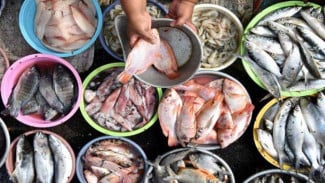 Konsumsi Ikan di Jawa Masih Rendah, Pakar UGM Ungkap Akar Masalah dan Tantangan Distribusi
