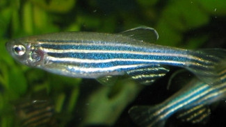 Ikan Zebra Jadi Primadona Riset Biomedis Modern di UGM