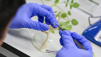 UGM dan WorldVeg Perkuat Kapasitas Global Diagnostik Penyakit Tanaman Hortikultura