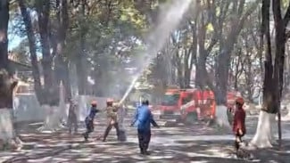 Jelang Revitalisasi, Sejumlah Sarang Tawon Vespa Ditemukan di Karaton Surakarta