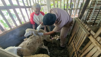 Yogyakarta Perkuat Layanan Kesehatan Hewan untuk Antisipasi Penyakit Menular