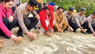 Pantai Wediombo Jadi Panggung Konservasi, Puluhan Tukik Kembali ke Laut