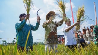 Tradisi Wiwitan Bangunjiwo Meriahkan Syukur Panen dan Promosi Wisata Budaya