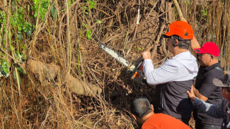 Gotong Royong Warga Tegalpanggung Selamatkan Pohon Munggur Tua, Walikota Turun Tangan