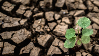 El Niño dan IOD Positif Bayangi Indonesia, Pakar UGM Ingatkan Antisipasi Berbasis Informasi Iklim